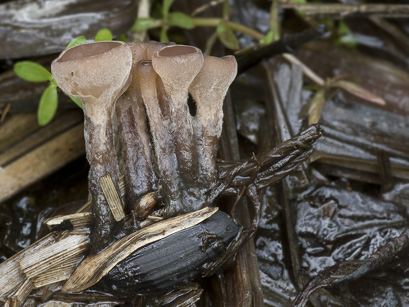 Myriosclerotinia scirpicola